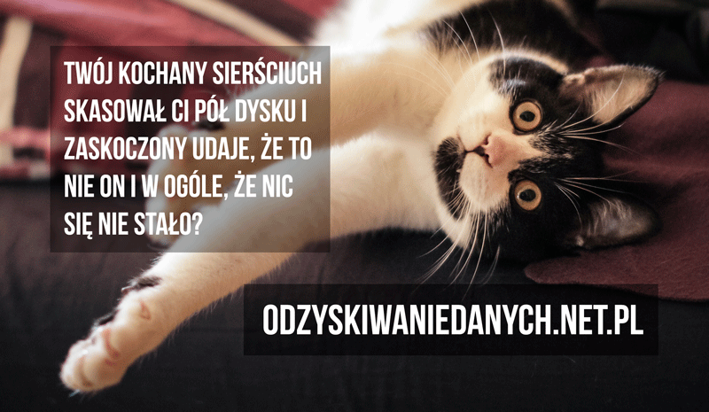 Odzyskiwanie Danych Forum Q&A Projekt Reklamy z Kotem